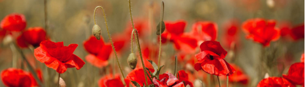 Poppies in a field to symbolise Remembrance